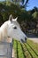 Stunning Profile of a White Arab Horse in a Paddock