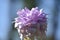 Stunning Purple Double Clematis Flower in Bloom