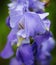 Stunning Purple Flower Up Close