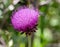 Stunning in purple nodding thistle flower