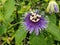 Stunning Purple passionflower