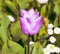 Stunning purple tulip picture of close up tulip sun light natural close up white tulip in garden spring day green background