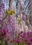 Stunning purple wisteria flowers in the Wisteria Walk at RHS Wisley garden, Surrey, UK.