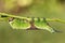 A stunning Puss Moth Caterpillar Cerura vinulais feeding upside down on an Aspen tree Populus tremula in woodland .