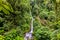 Stunning Rainmaker Waterfalls with Green Trees Rushing Water