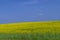 Stunning rapeseed field in bloom in the countryside of Craiova, Dolj district, Romania, remembers the colors of the Ukrainian flag