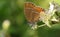 A stunning rare Black Hairstreak Butterfly Satyrium pruni perching on a blackberry flower.