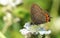 A stunning rare Black Hairstreak Butterfly Satyrium pruni perching on a blackberry leaf.