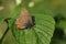 A stunning rare Black Hairstreak Butterfly Satyrium pruni perching on a leaf.