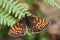 A stunning rare Heath Fritillary Butterfly, Melitaea athalia, perched on a bracken with spread wings.