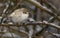 A stunning rare Leucistic Robin Erithacus rubecula perched in a tree during a winter snowstorm.