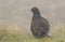 A stunning rare male Black Grouse, Tetrao tetrix, feeding in the moors of Durham, UK on a cold misty day.