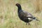 A stunning rare male Black Grouse, Tetrao tetrix, feeding in the moors of Durham, UK on a rainy day.