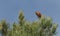 A stunning rare male Parrot Crossbill Loxia pytyopstittacus perched on a branch of a pine tree.