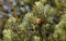 A stunning rare male Parrot Crossbill Loxia pytyopstittacus perched in the branches of a pine tree eating the cones.