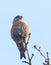 A stunning rare male Parrot Crossbill Loxia pytyopstittacus perched on the tip of a branch in a tree.