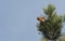 A stunning rare male Parrot Crossbill Loxia pytyopstittacus perched at the top of a fir tree in winter. It has been feeding on t