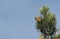 A stunning rare male Parrot Crossbill Loxia pytyopstittacus perched at the top of a fir tree in winter. It has been feeding on t