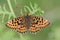 A stunning rare Pearl-bordered Fritillary Butterfly, Boloria euphrosyne, perched on a bracken with its wings spread.