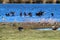 A stunning and rare shot of a large flock of Cormorant birds in a lake