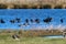 A stunning and rare shot of a large flock of Cormorant birds in a lake