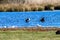 A stunning and rare shot of a large flock of Cormorant birds in a lake