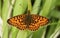 A stunning rare Small Pearl-bordered Fritillary Butterfly, Boloria selene , perched on grass with its wings spread.