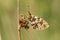 A stunning rare Small Pearl-bordered Fritillary Butterfly, Boloria selene, perched on reed with its wings closed.