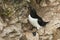 A stunning Razorbill Alca torda perching on the edge of a cliff in the UK at its nesting site.