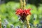 Stunning Red Bee Balm Flower Blooming in a Garden