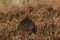 A stunning Red Grouse Lagopus lagopus standing amongst the heather in the highlands of Scotland.