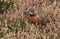 A stunning Red Grouse Lagopus lagopus standing amongst the heather in the highlands of Scotland.