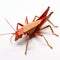 Stunning Red Origami Grasshopper: A Masterpiece Of Precisionist Art