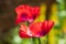 Stunning red poppies catch the sun in late June outside Eastcote House Gardens, historic walled garden in north west London UK