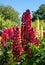 Stunning red and yellow lupins with green foliage, photographed in an English cottage garden in East Sussex UK.