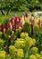 Stunning red and yellow lupins with green foliage, photographed in an English cottage garden in East Sussex UK.