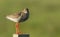 A stunning Redshank Tringa totanus perched on a post.