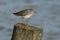 A stunning Redshank Tringa totanus perched on a post at the seaside at high tide.
