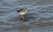 A stunning Redshank Tringa totanus perched on a submerged wooden post in the sea at high tide.