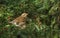 A stunning Redwing Turdus iliacus perched in a yew tree amongst the berries which it has been eating.