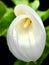 Stunning And Remarkable Macro Close Shot! White Cala Lily With Morning Dew Blurred Background!