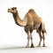 Stunning Rendered Camel In Unreal Engine: A Captivating Visual Masterpiece
