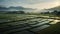 Stunning Rice Field Sunrise: Darktable Processed Scenic Image