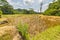 Stunning rice paddies landscape