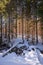 Stunning river and frozen forest in Koscieliska valley in winter