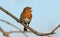A stunning Robin Erithacus rubecula perched on a branch in a tree singing.