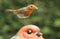 A stunning Robin red breast Erithacus rubecula bird sitting on the head of a large Robin garden ornament with food in its beak.