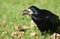 A stunning Rook Corvus frugilegus perched on the grass with an acorn in its beak. It is collecting food to store for the winter.