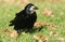 A stunning Rook Corvus frugilegus perched on the grass looking for acorns. It is collecting food to store for the winter.