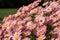 Stunning salmon pink, late flowering, chrysanthemum flowers. Photographed at RHS Wisley garden, Surrey UK.